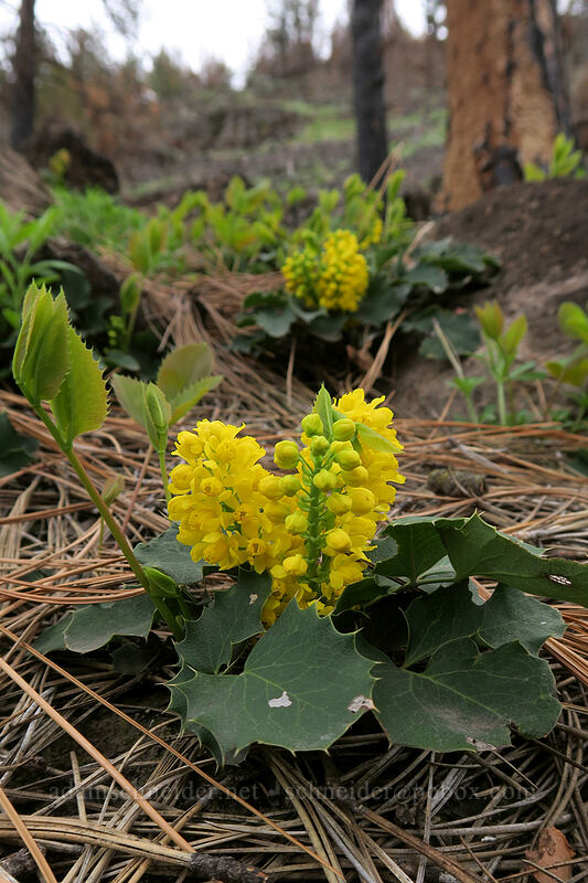 low Oregon-grape (Mahonia repens (Berberis repens)) [U.S. Highway 26, Baker County, Oregon]