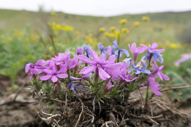 Hood's phlox (Phlox hoodii) [U.S. Highway 26, Baker County, Oregon]
