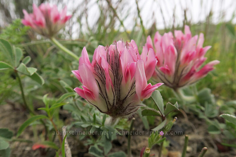 big-head clover (Trifolium macrocephalum) [U.S. Highway 26, Baker County, Oregon]
