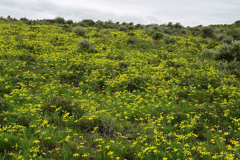 desert parsley (Lomatium sp.) [U.S. Highway 26, Baker County, Oregon]