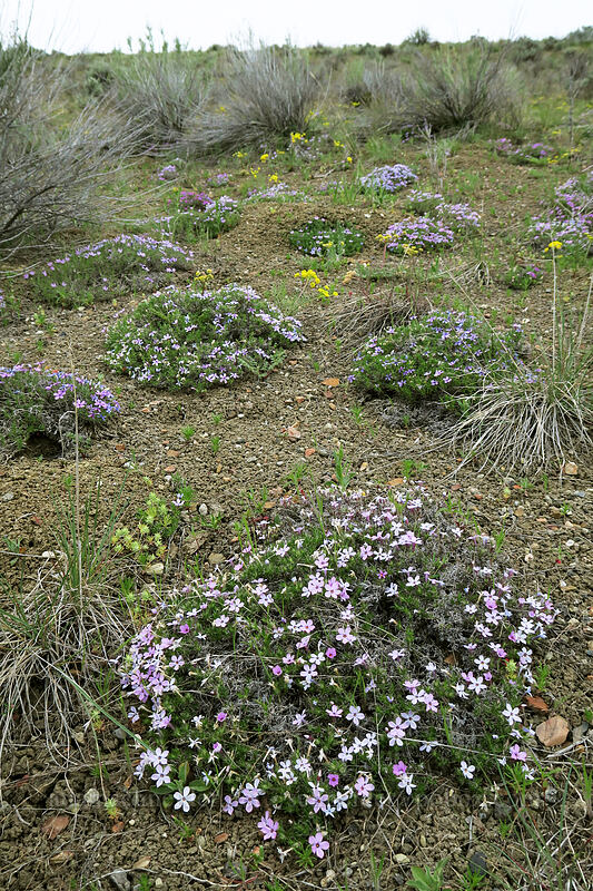 Hood's phlox (Phlox hoodii) [U.S. Highway 26, Baker County, Oregon]