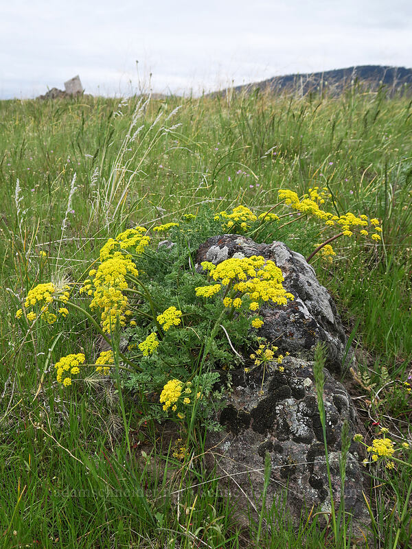 Donnell's biscuitroot (Lomatium donnellii) [U.S. Highway 26, Grant County, Oregon]