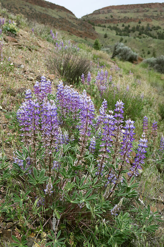 prairie lupine (Lupinus lepidus var. aridus) [Flood of Fire Trail, John Day Fossil Beds National Monument, Grant County, Oregon]