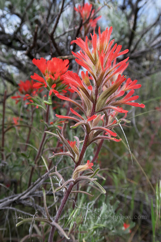 desert paintbrush (Castilleja chromosa) [Flood of Fire Trail, John Day Fossil Beds National Monument, Grant County, Oregon]