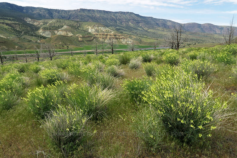 thread-stalk milk-vetch (Astragalus filipes) [Flood of Fire Trail, John Day Fossil Beds National Monument, Grant County, Oregon]