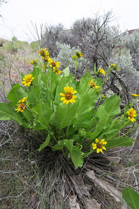 arrow-leaf balsamroot (Balsamorhiza sagittata) [Flood of Fire Trail, John Day Fossil Beds National Monument, Grant County, Oregon]
