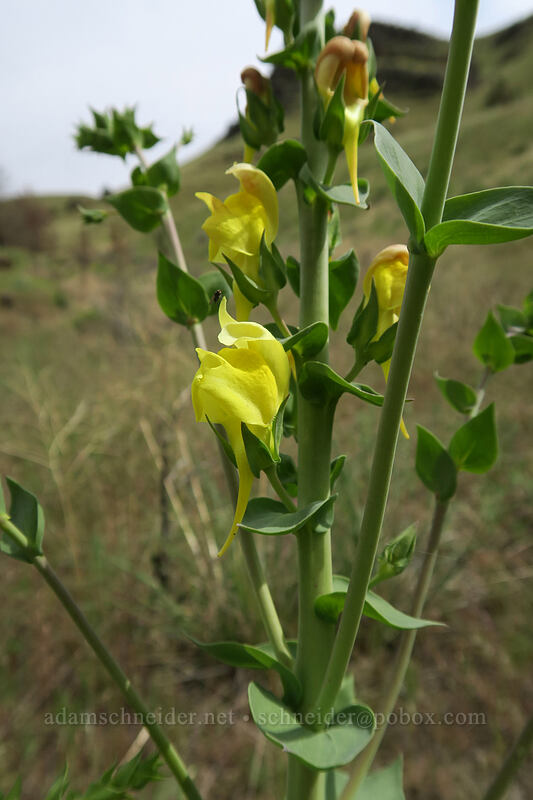 Dalmatian toadflax (Linaria dalmatica) [Blue Basin Trail, John Day Fossil Beds National Monument, Grant County, Oregon]
