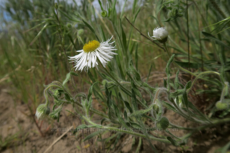 shaggy fleabane (Erigeron pumilus var. intermedius) [Blue Basin Trail, John Day Fossil Beds National Monument, Grant County, Oregon]