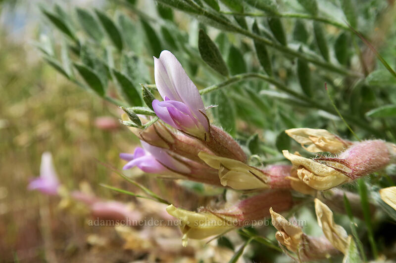 woolly-pod milk-vetch (Astragalus purshii) [Blue Basin Trail, John Day Fossil Beds National Monument, Grant County, Oregon]