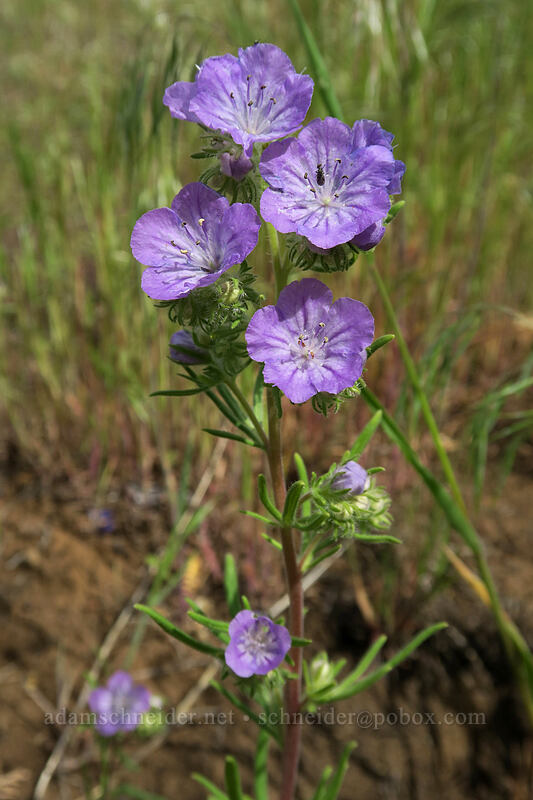 thread-leaf phacelia (Phacelia linearis) [Blue Basin Trail, John Day Fossil Beds National Monument, Grant County, Oregon]