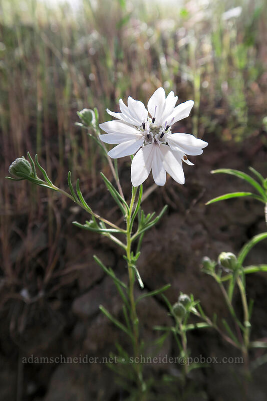 rough eyelash-weed (Blepharipappus scaber) [Blue Basin Trail, John Day Fossil Beds National Monument, Grant County, Oregon]