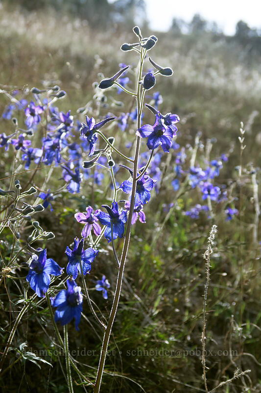 back-lit larkspur (Delphinium nuttallianum) [Blue Basin Trail, John Day Fossil Beds National Monument, Grant County, Oregon]