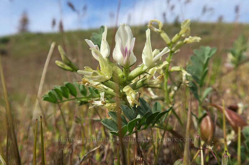 broad-leaf milk-vetch (Astragalus lentiginosus var. chartaceus (Astragalus lentiginosus var. platyphyllidius)) [Blue Basin Trail, John Day Fossil Beds National Monument, Grant County, Oregon]