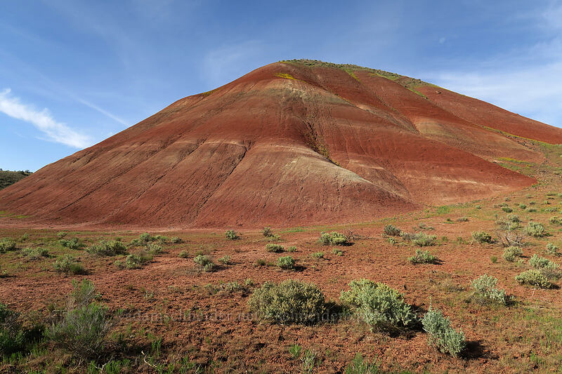 a painted hill [Sutton Mountain WSA, Wheeler County, Oregon]