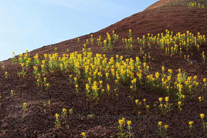 golden bee plant (Cleomella platycarpa (Peritoma platycarpa) (Cleome platycarpa)) [Sutton Mountain WSA, Wheeler County, Oregon]