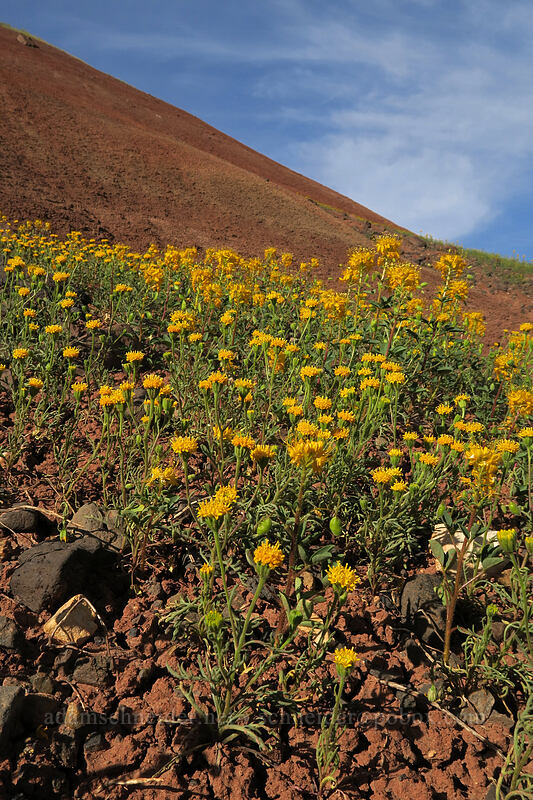 John Day pincushion & golden bee plant (Chaenactis nevii, Cleomella platycarpa (Peritoma platycarpa) (Cleome platycarpa)) [Sutton Mountain WSA, Wheeler County, Oregon]