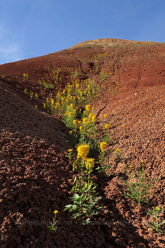 golden bee plant & red clay (Cleomella platycarpa (Peritoma platycarpa) (Cleome platycarpa)) [Sutton Mountain WSA, Wheeler County, Oregon]