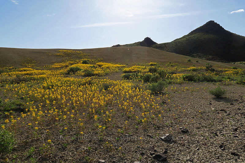 golden bee plant (Cleomella platycarpa (Peritoma platycarpa) (Cleome platycarpa)) [Painted Hills Unit, John Day Fossil Beds National Monument, Wheeler County, Oregon]