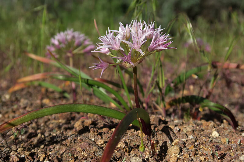 Tolmie's onion (Allium tolmiei) [Painted Cove Trail, John Day Fossil Beds National Monument, Wheeler County, Oregon]