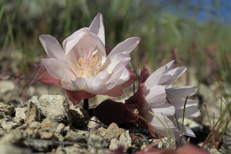 bitterroot (Lewisia rediviva) [Red Hill Trail, John Day Fossil Beds National Monument, Wheeler County, Oregon]