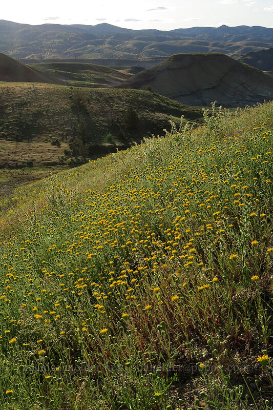 John Day pincushion (Chaenactis nevii) [Painted Hills Overlook Trail, John Day Fossil Beds National Monument, Wheeler County, Oregon]