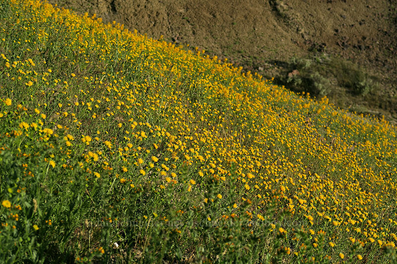 golden bee plant & John Day pincushion (Cleomella platycarpa (Peritoma platycarpa) (Cleome platycarpa), Chaenactis nevii) [Painted Hills Overlook Trail, John Day Fossil Beds National Monument, Wheeler County, Oregon]
