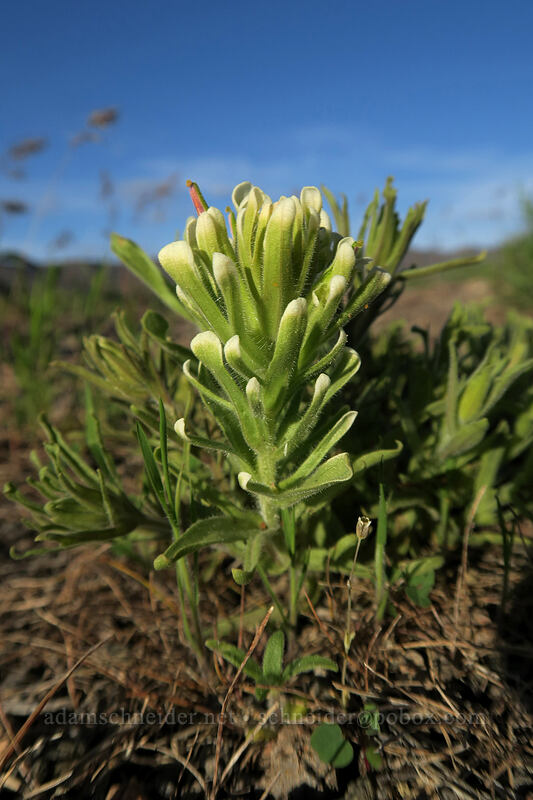 yellow-haired paintbrush (Castilleja xanthotricha) [Painted Hills Overlook Trail, John Day Fossil Beds National Monument, Wheeler County, Oregon]
