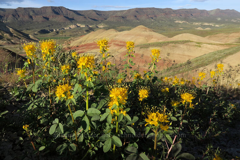 golden bee plant (Cleomella platycarpa (Peritoma platycarpa) (Cleome platycarpa)) [Painted Hills Overlook Trail, John Day Fossil Beds National Monument, Wheeler County, Oregon]