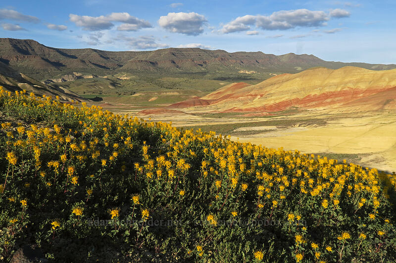 golden bee plant (Cleomella platycarpa (Peritoma platycarpa) (Cleome platycarpa)) [Painted Hills Overlook Trail, John Day Fossil Beds National Monument, Wheeler County, Oregon]