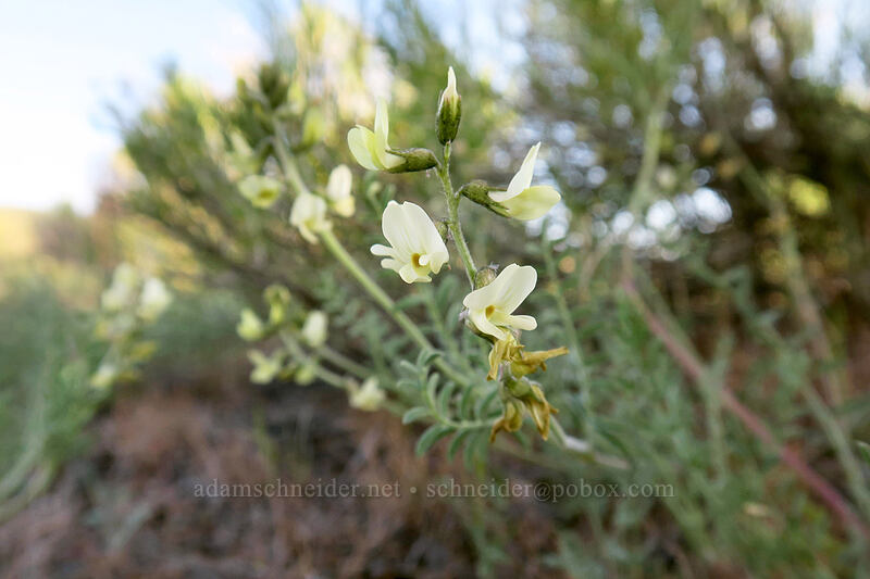 scabland milk-vetch (Astragalus misellus var. misellus) [Painted Hills Overlook Trail, John Day Fossil Beds National Monument, Wheeler County, Oregon]