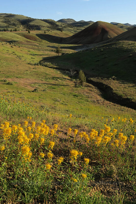 golden bee plant (Cleomella platycarpa (Peritoma platycarpa) (Cleome platycarpa)) [Painted Hills Overlook, John Day Fossil Beds National Monument, Wheeler County, Oregon]