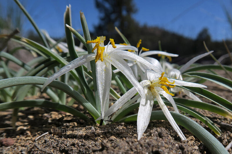 sand lilies (Leucocrinum montanum) [Penny Lane, Deschutes County, Oregon]