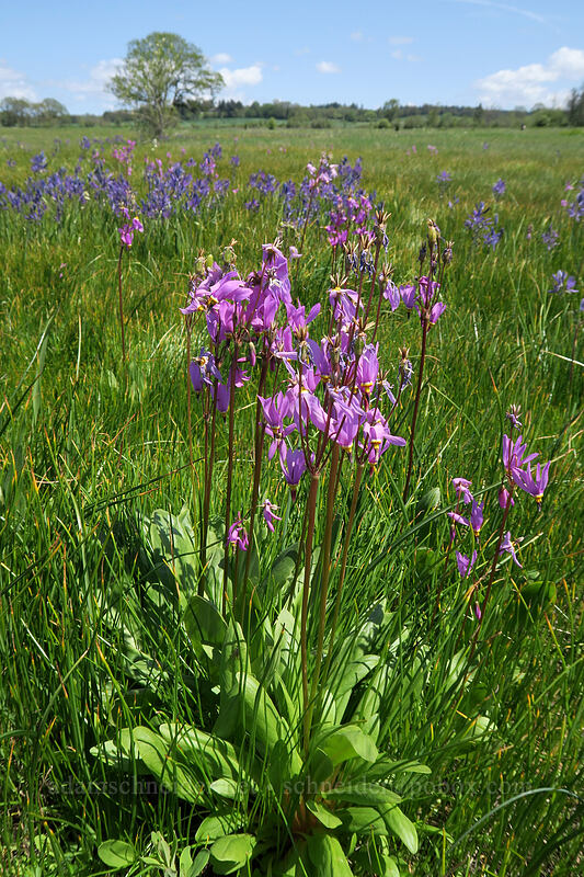 Alaskan shooting stars & camas (Dodecatheon pulchellum var. macrocarpum (Primula pauciflora var. macrocarpa), Camassia quamash) [Kingston Prairie Preserve, Linn County, Oregon]