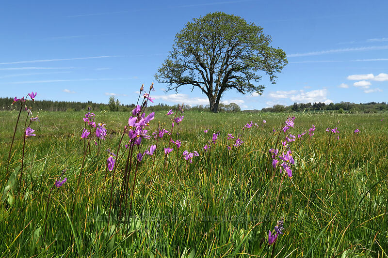 Alaskan shooting stars (Dodecatheon pulchellum var. macrocarpum (Primula pauciflora var. macrocarpa)) [Kingston Prairie Preserve, Linn County, Oregon]
