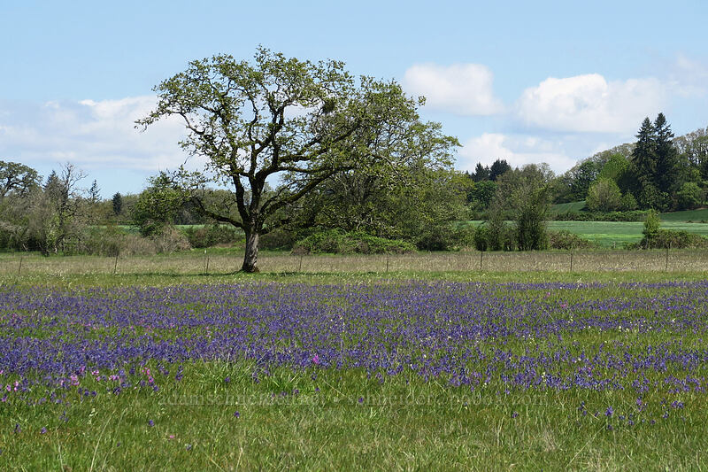 camas (Camassia quamash) [Kingston Prairie Preserve, Linn County, Oregon]