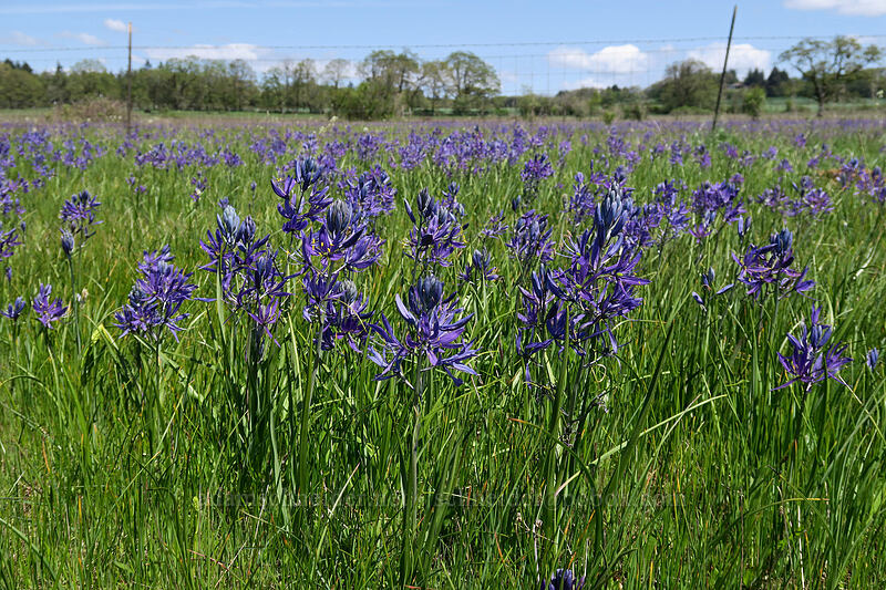 camas (Camassia quamash) [Kingston Prairie Preserve, Linn County, Oregon]