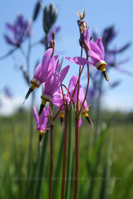 Alaskan shooting stars & camas (Dodecatheon pulchellum var. macrocarpum (Primula pauciflora var. macrocarpa), Camassia quamash) [Kingston Prairie Preserve, Linn County, Oregon]