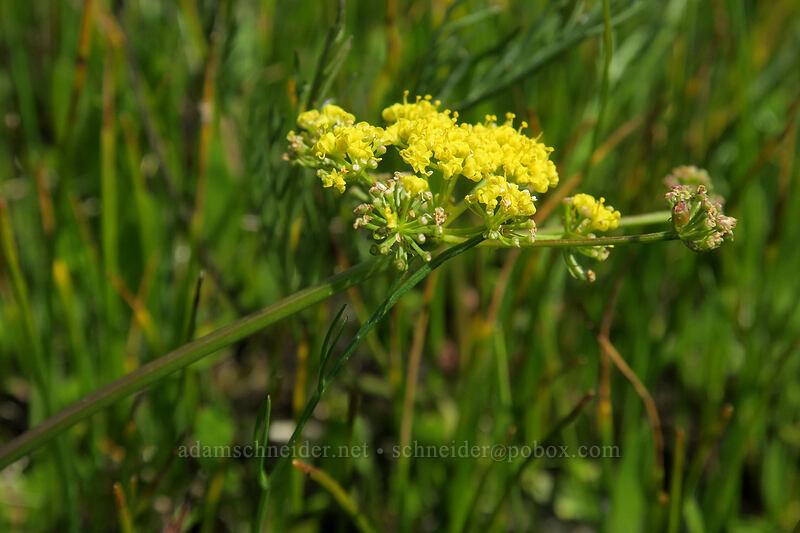 Bradshaw's desert parsley (Lomatium bradshawii) [Kingston Prairie Preserve, Linn County, Oregon]