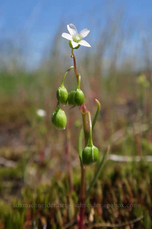 line-leaf montia (Montia linearis (Claytonia linearis)) [Kingston Prairie Preserve, Linn County, Oregon]