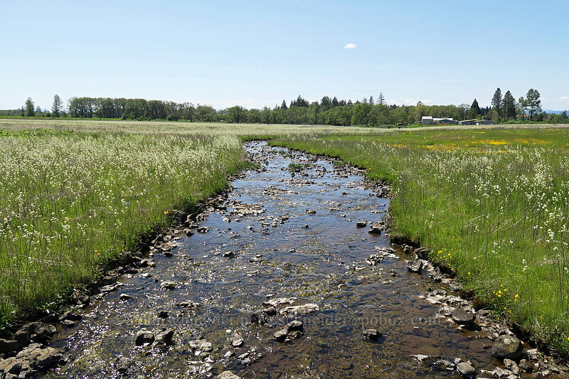 seasonal stream [Kingston Prairie Preserve, Linn County, Oregon]