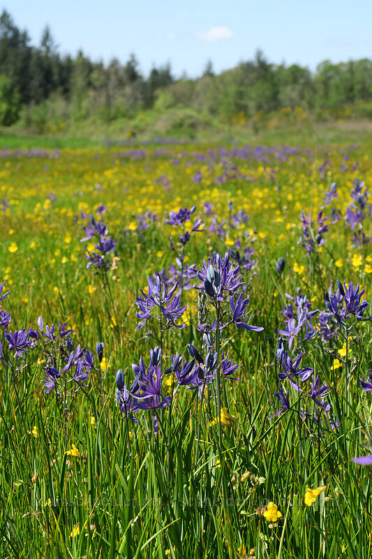 camas & monkeyflower (Camassia quamash, Erythranthe guttata (Mimulus guttatus)) [Kingston-Lyons Drive, Linn County, Oregon]