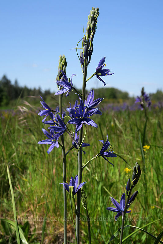 great camas (Camassia leichtlinii ssp. suksdorfii) [Kingston-Lyons Drive, Linn County, Oregon]