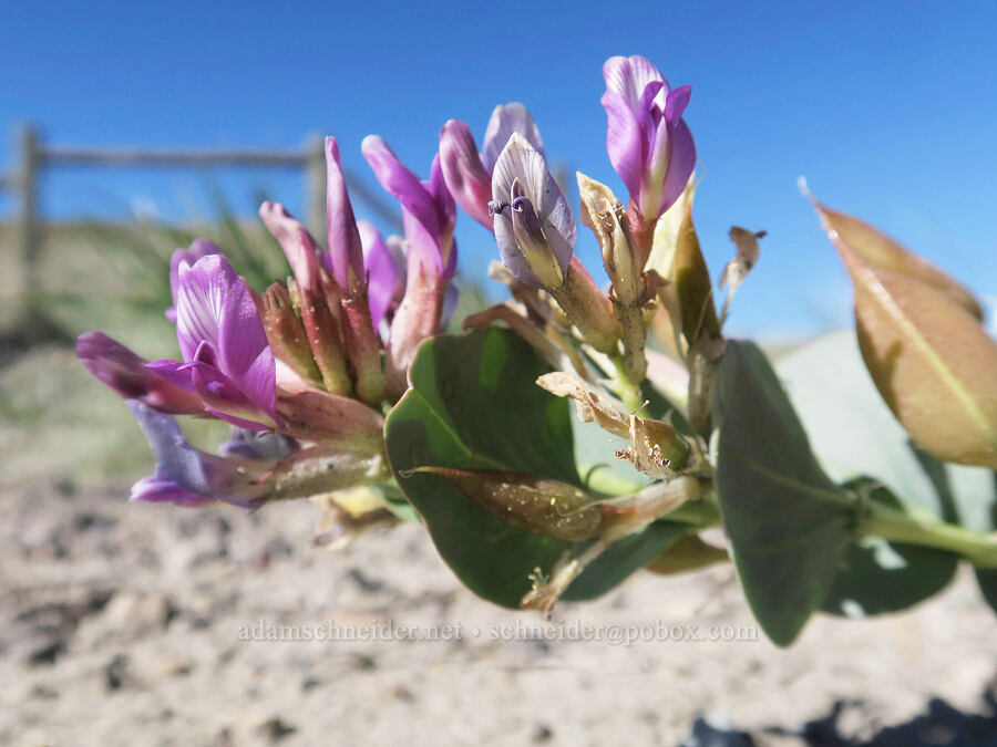 milkweed milk-vetch (Astragalus asclepiadoides) [U.S. Highway 6, Carbon County, Utah]
