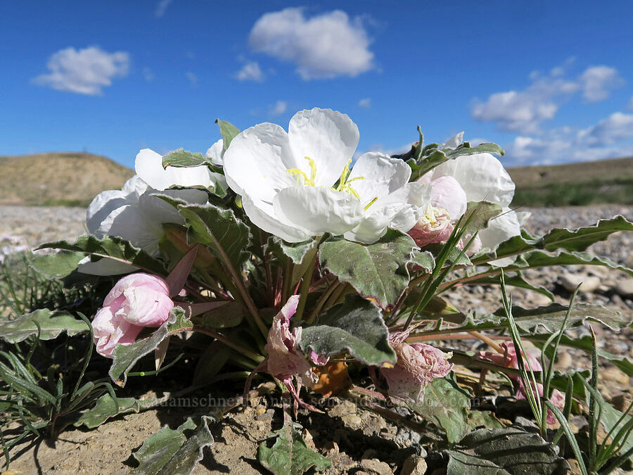 tufted evening-primrose (Oenothera caespitosa) [U.S. Highway 6, Carbon County, Utah]