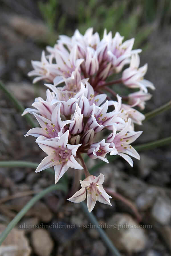 large-petaled onion (Allium macropetalum) [U.S. Highway 6, Carbon County, Utah]