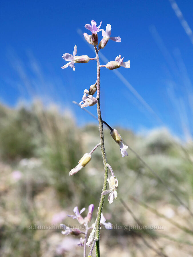 beautiful rock-cress (Boechera formosa) [U.S. Highway 6, Carbon County, Utah]