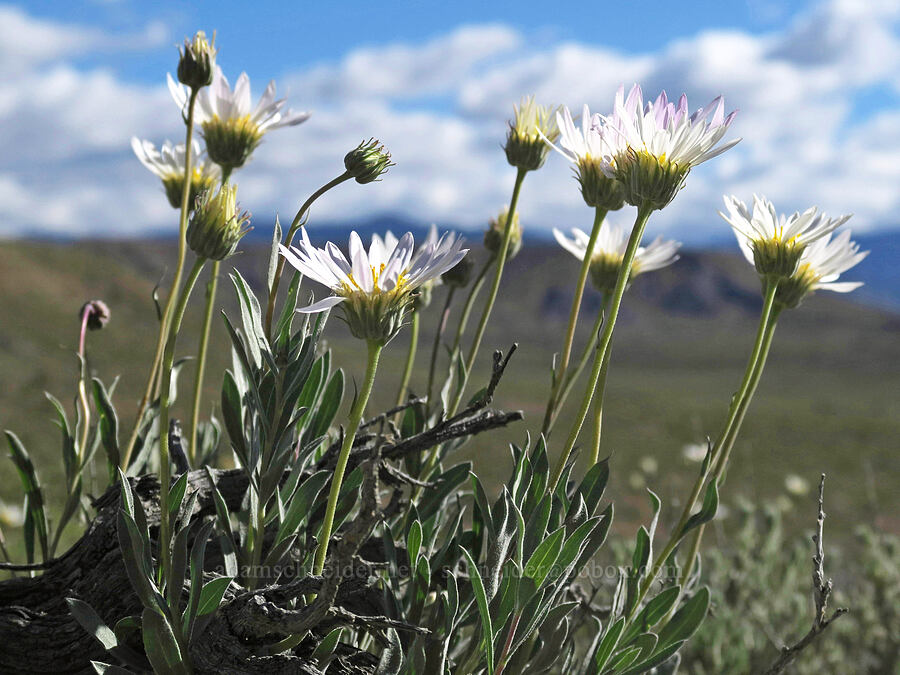 charming woody-aster (Xylorhiza venusta (Machaeranthera venusta)) [U.S. Highway 6, Carbon County, Utah]