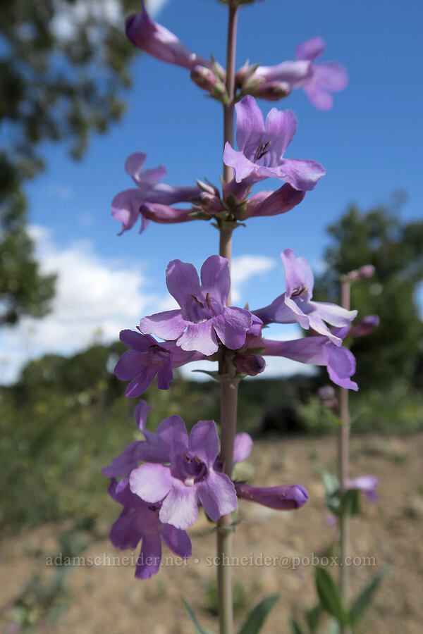 fleshy penstemon (Penstemon carnosus) [Horse Canyon Rest Area, Emery County, Utah]