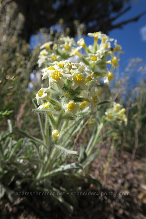 cat's-eye (Oreocarya sp.) [Horse Canyon Rest Area, Emery County, Utah]