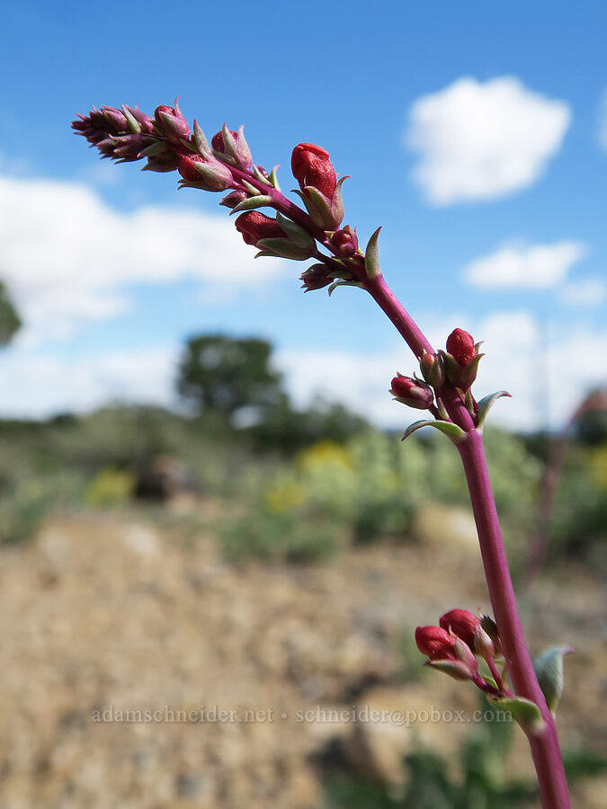 Utah penstemon, budding (Penstemon utahensis) [Horse Canyon Rest Area, Emery County, Utah]